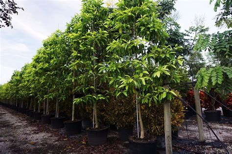 michelia champaca tree for sale